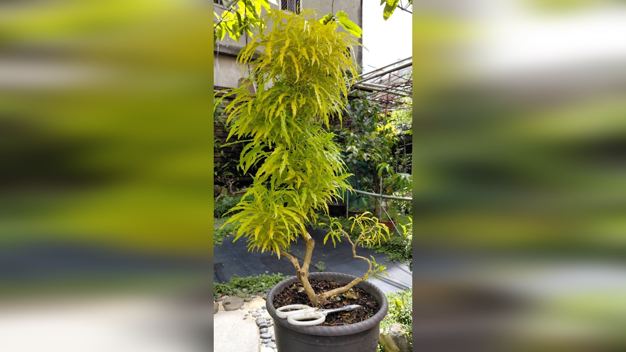 三爪金龍