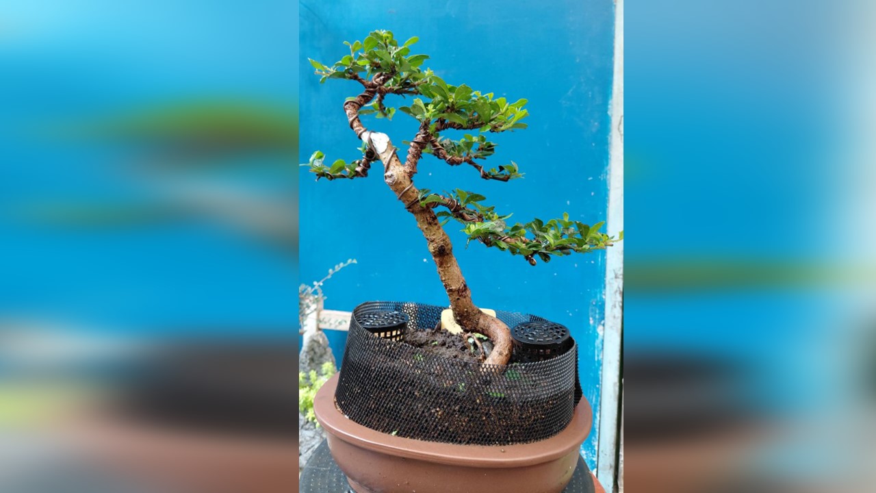福建茶盆栽