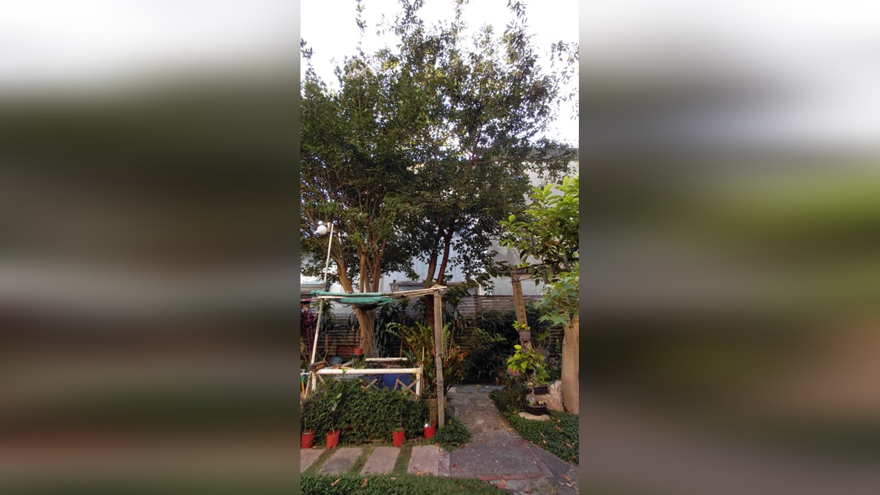 櫻花樹防颱