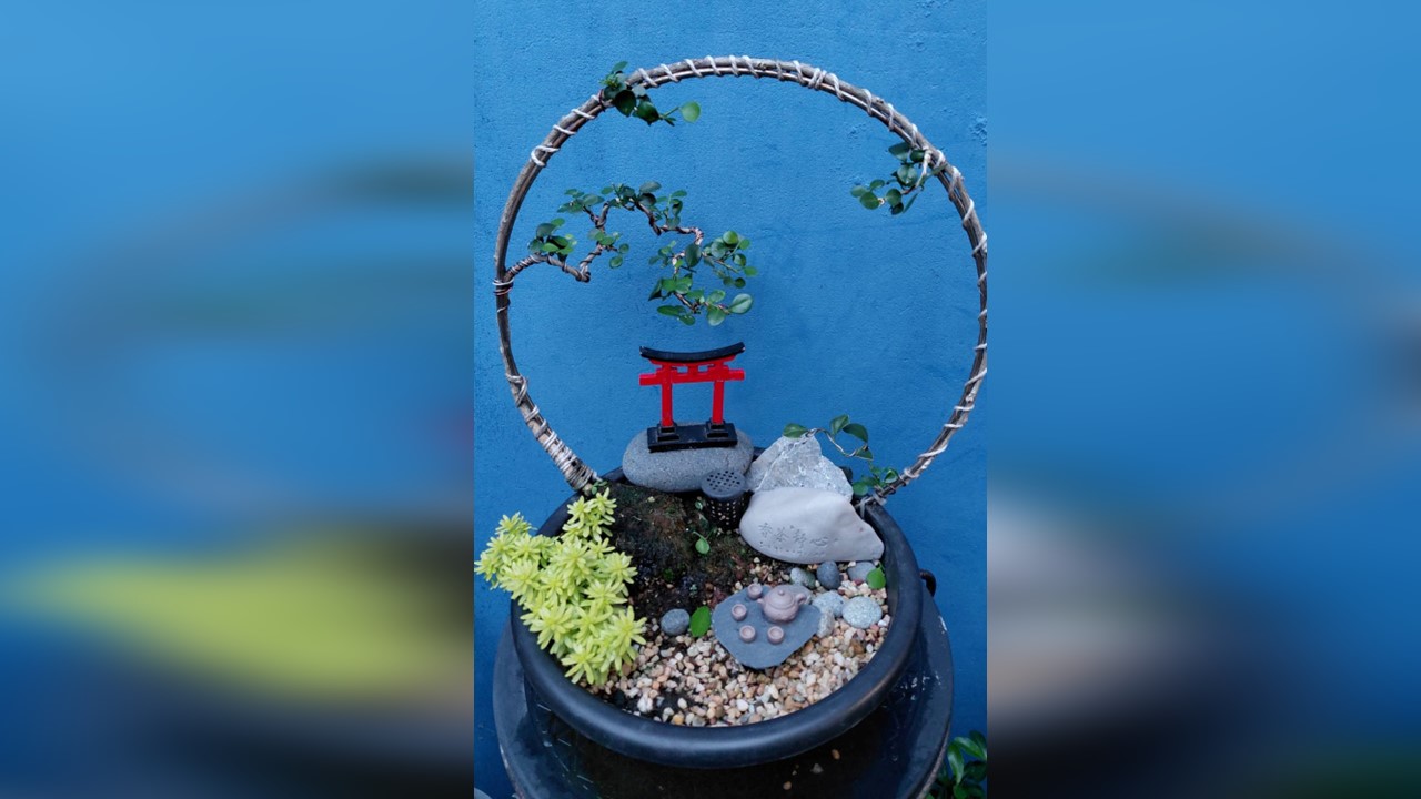 七里香盆景